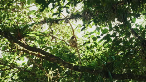 closeup shot of a sloth on a tree in costa rica.