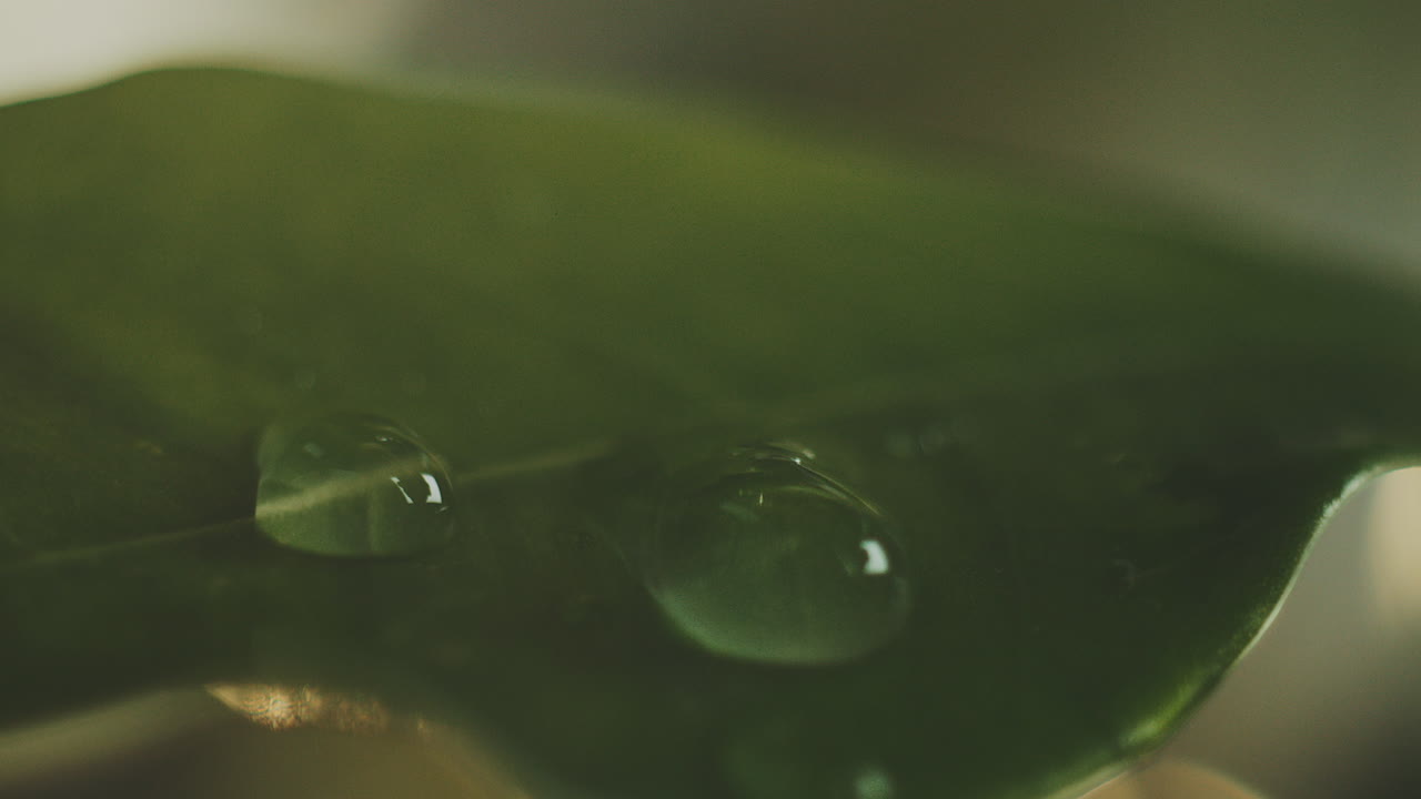 gotas de agua en una hoja verde