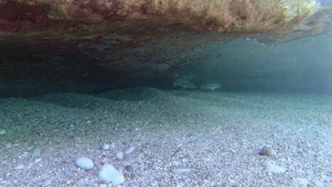 fish swimming inside cave under clean sea water on beautiful seaside with rocks and pebble in mediterranean