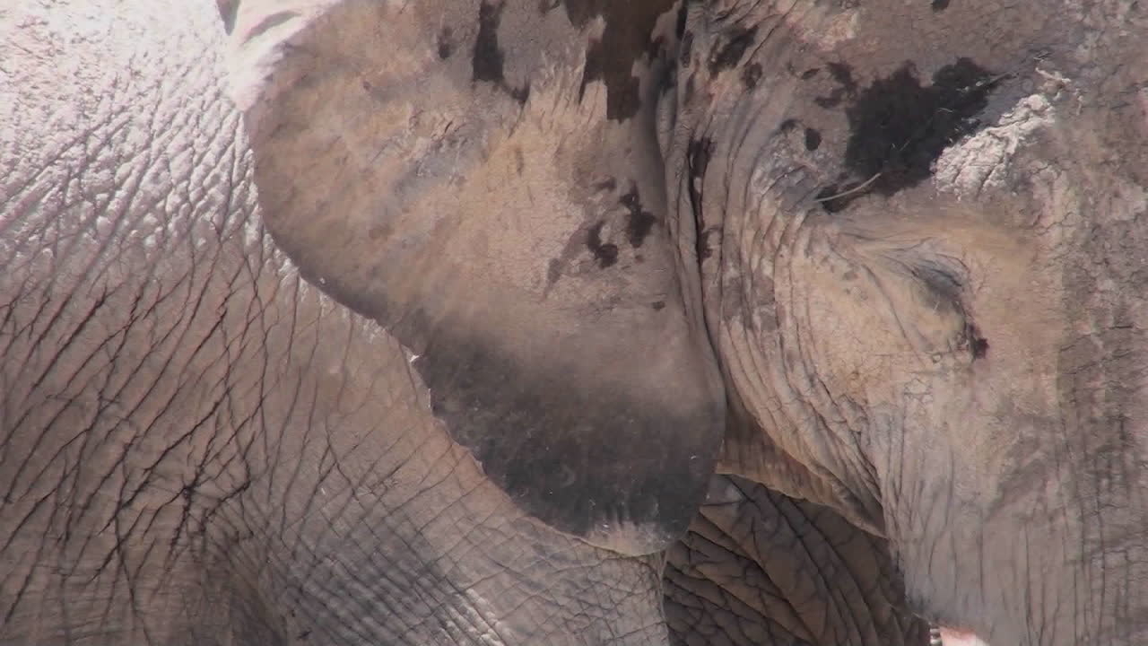 un primerísimo plano de un elefante dormido