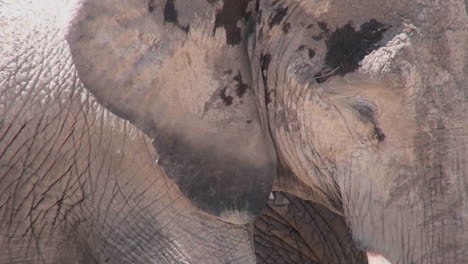 an extreme close up of an elephant asleep