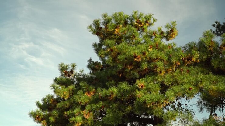 Colori autunnali del pino coreano nel giardino del Seoul Grand Park a Gwacheon City, Corea del Sud - ripresa dal basso