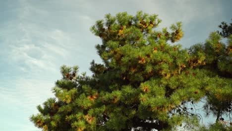 autumn colors of korean pine tree in the garden of seoul grand park in gwacheon city, south korea - low angle shot