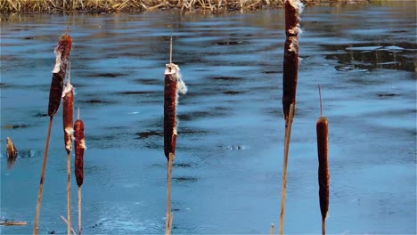 30FPS-Slow-Motion-View-of-Cattails-Pond-Snow-Winter---Truck-Right-Shot