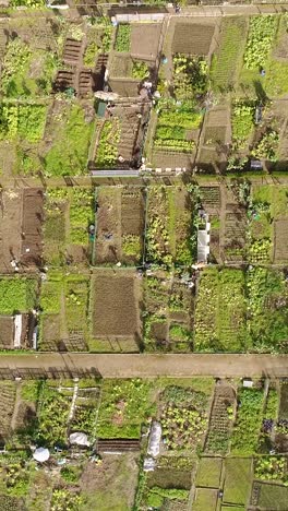 city community garden vertical video