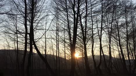 walking on a forest road, early spring season, with beautiful light coming from sunset