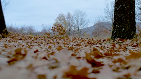 Hojas-De-Otoño-Por-Todo-El-Suelo