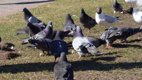 gran grupo de palomas y gaviotas con algunos patos caminando y meneando la cabeza y picoteando la hierba del suelo en busca de comida