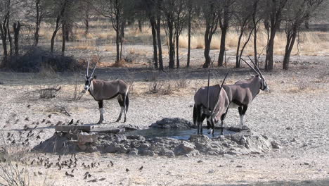 african wildlife, oryx antelopes and birds on a watering hole