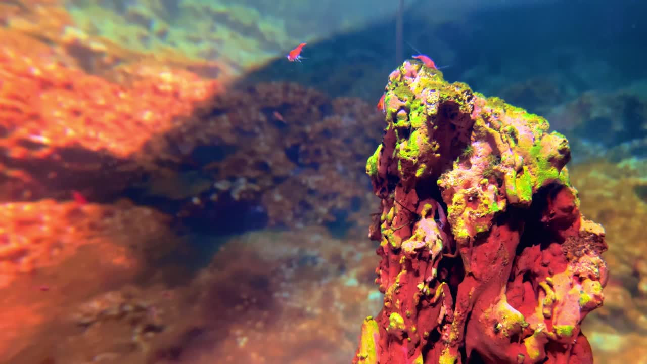 물고기 크, 수족관