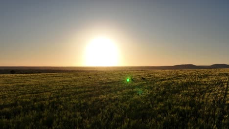 Lense-flare-sunset-kangaroos-Australia