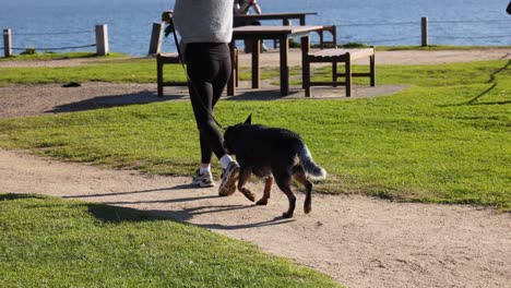 woman walking dog along brighton beach path