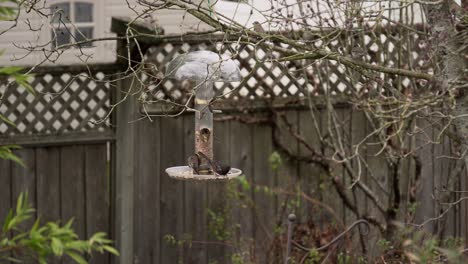 multiple bird species eating from a birdfeeder during spring in a residential neighborhood