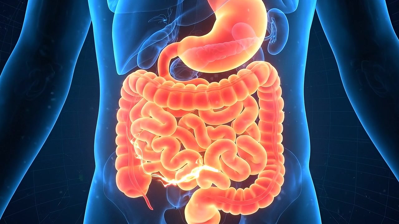 Animazione medica 3D dell'anatomia del sistema digestivo umano