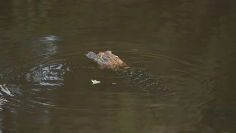 caiman turning and swimming across the lake calmly causing a ripple in the water as it uses its tail as rudder