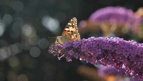 Black-and-orange-butterfly-on-flower-in-garden,-butterflies-flying-in-background