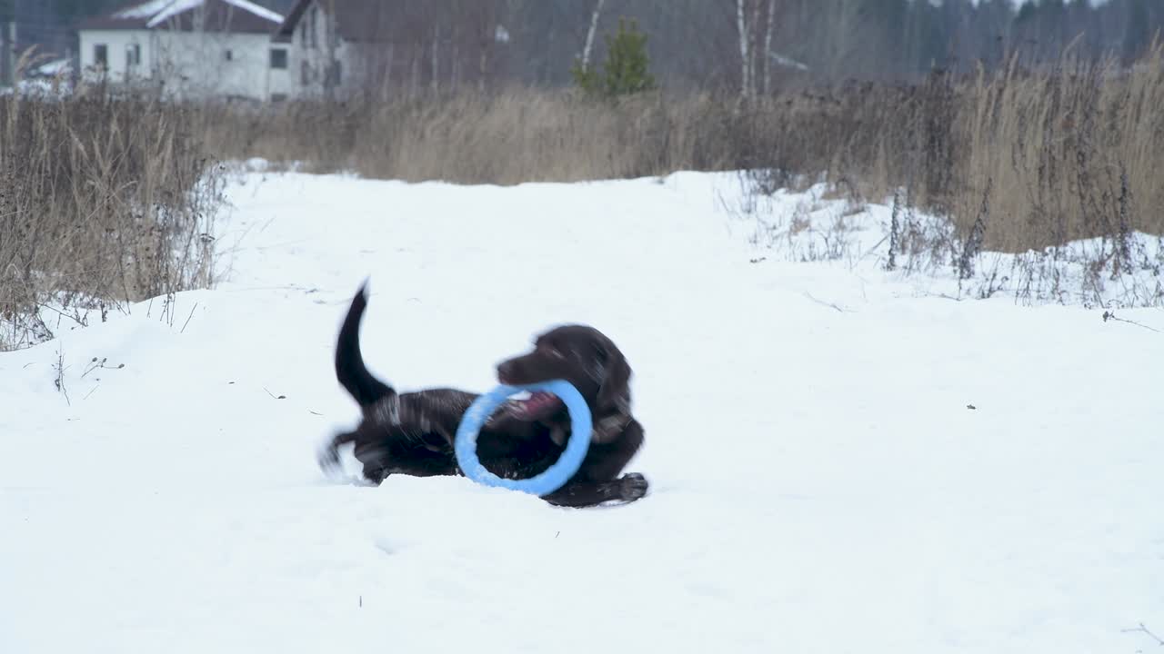 눈 인 시골 도로에 누워서 장난감으로 놀고 있는 웃긴 라브라도르