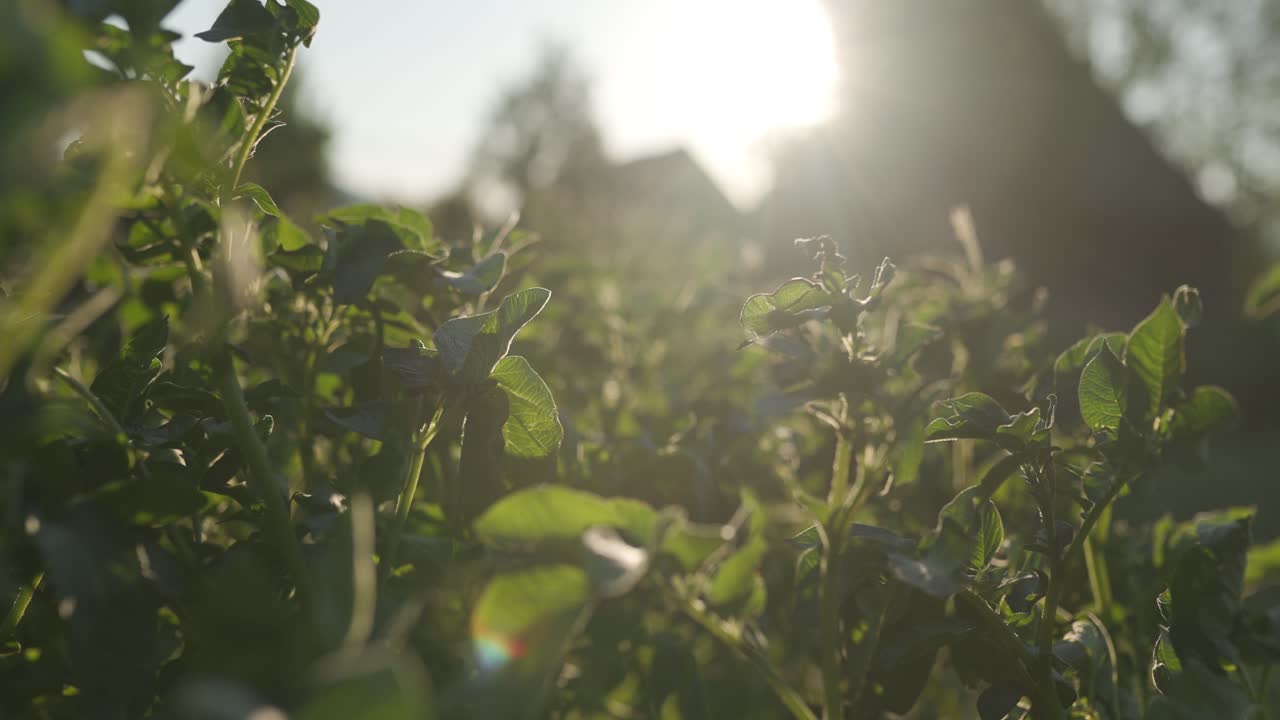 정원에서 감자를 재배하는 것