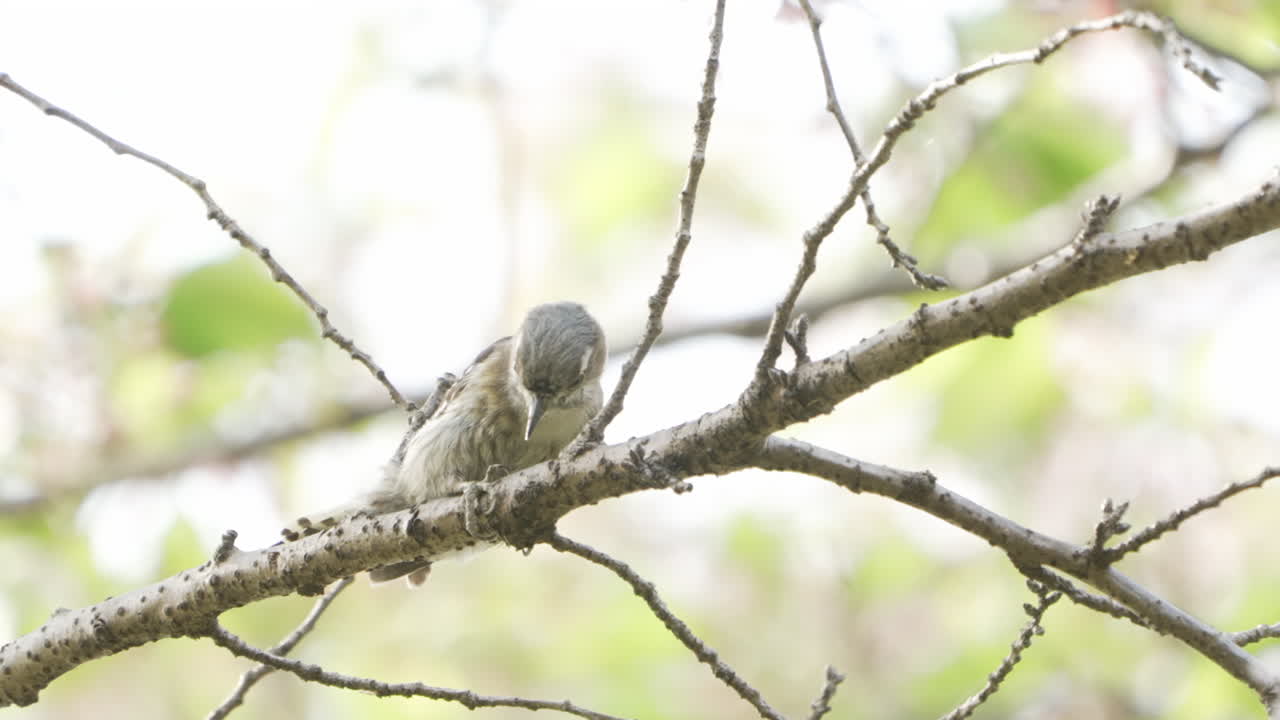 일본 피그미 딱따구리가 일본 사이타마 인근 숲에서 벌레를 위해 나무를 쪼고 있습니다.