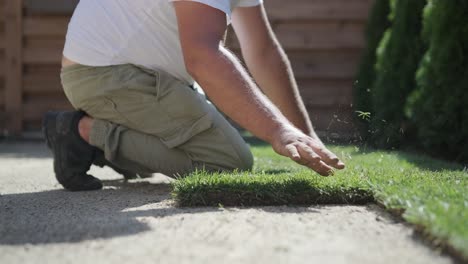 gardener laying lawn in private yard with wooden fence