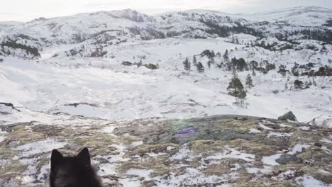 The-Dog,-Tethered-by-a-Leash,-is-Gazing-at-the-Frozen-Mountain-View-in-Bessaker,-Trondelag-County,-Norway---Panning-Shot