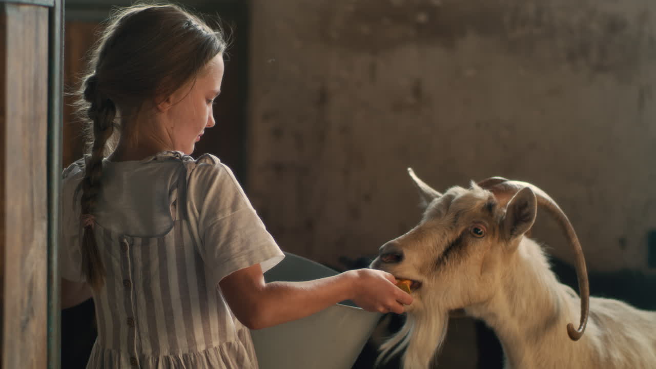 Girl Feeding a Goat on a Farm
