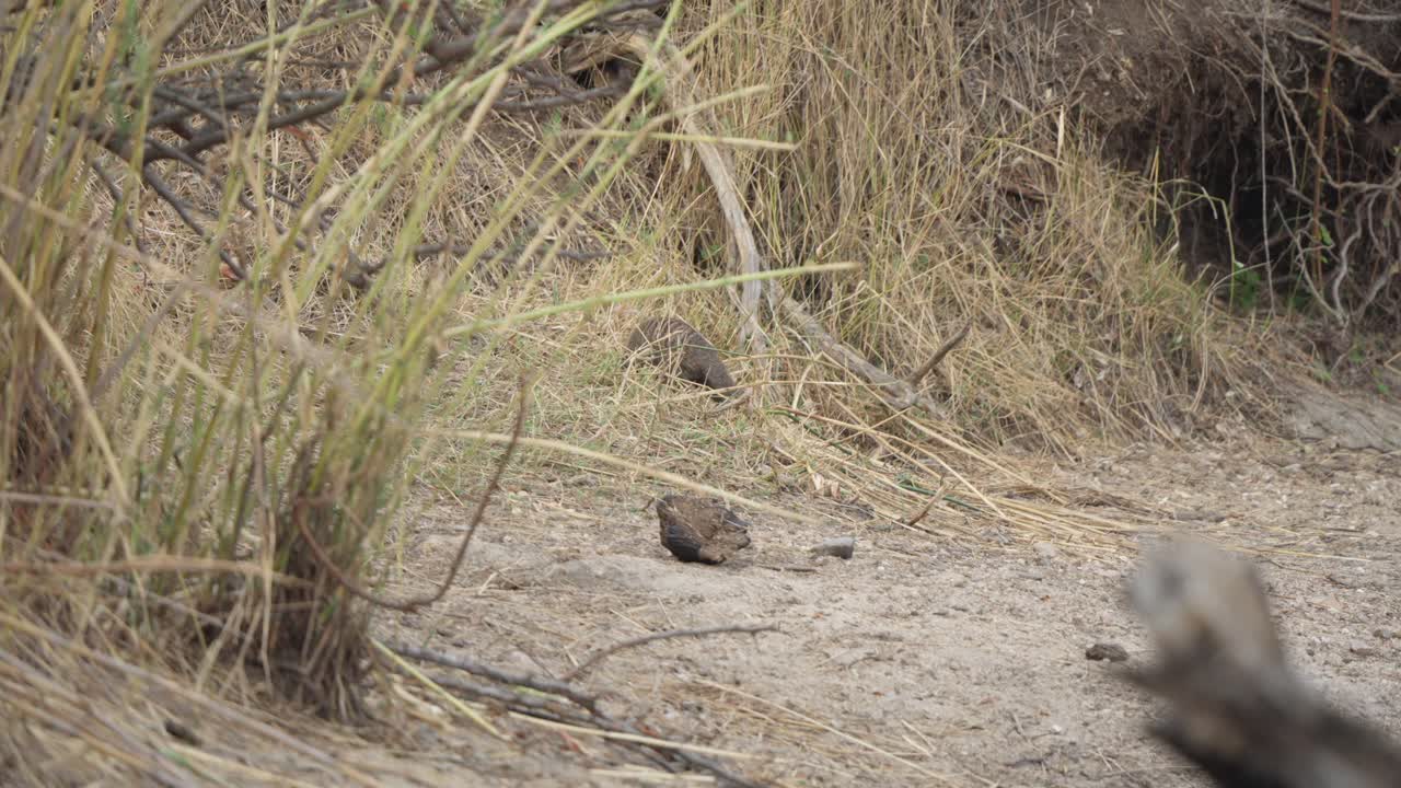 A banded mongoose (Mungos mungo) approaches a dry grassy bank with purpose, foraging slowly among the tufted grass as it moves up the slope. Slow motion, Kruger National Park, South Africa