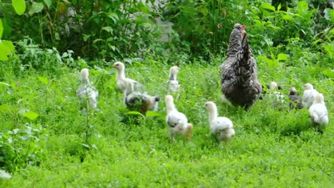 Gray Chicken Grazes in the Green Grass with Small Chickens the Chicken Grazes and Feeds its Little Chicks in the Yard Mothers Care for Offspring