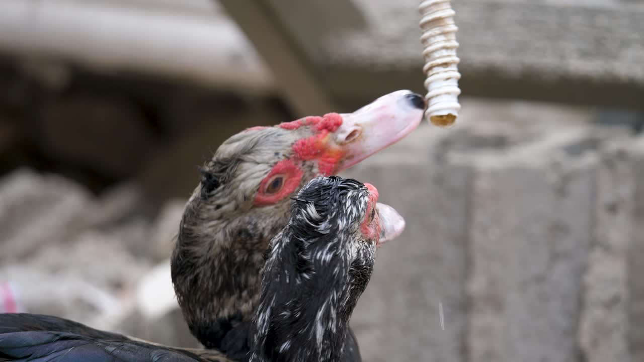Ducks drinking water in shelter during Israel&ndash;Hamas war, Palestinians meat shop in market, October 2023