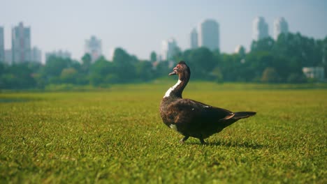 Beautiful-mallard-walking-on-the-grass-outdoors-at-the-park-near-the-lake