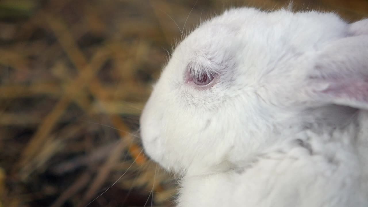 토끼의 클로즈업