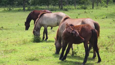 horses grazing in a meadow