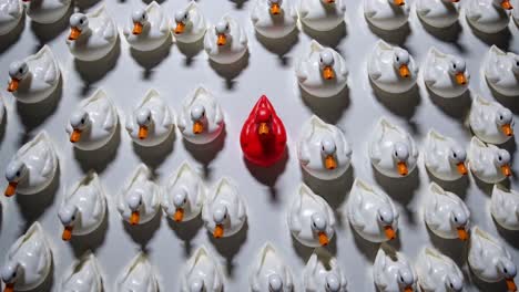 un solo pato rojo entre muchos patos blancos