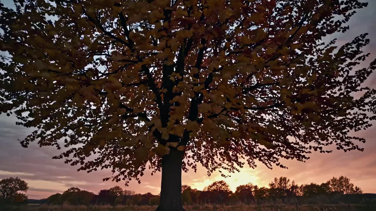 A low-angle video captures a tree with autumn leaves silhouetted against a sunset sky