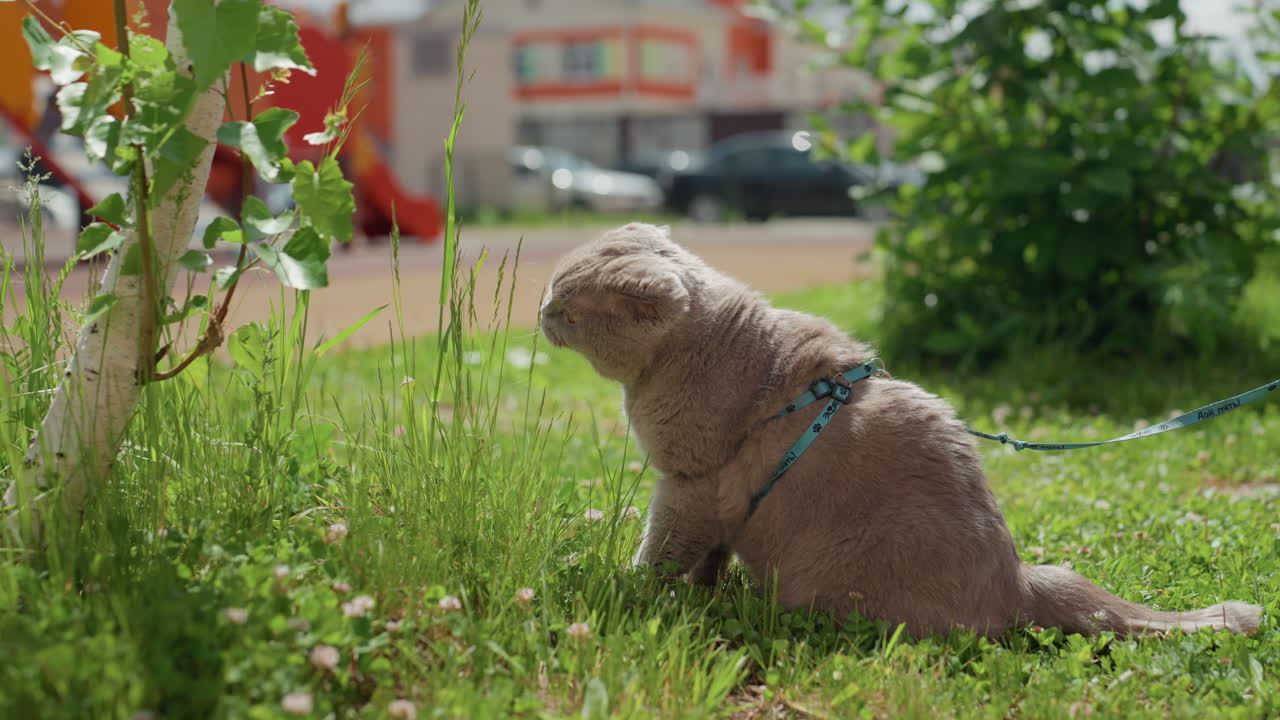 Cat Examining Green Garden Foliage, Juvenile Cat Inspects Lush Urban Greenery Under Sunlight, Leisurely Feline Explorer Investigates Surrounding Leafy Environment In Tranquil City Garden