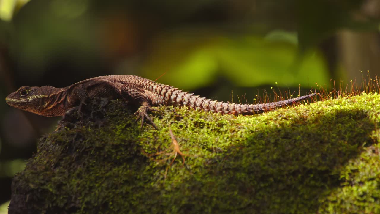 A Thornytail lizard soaks in the morning sun, perched on a moss-covered log in Peru’s Amazon jungle. pan reveal