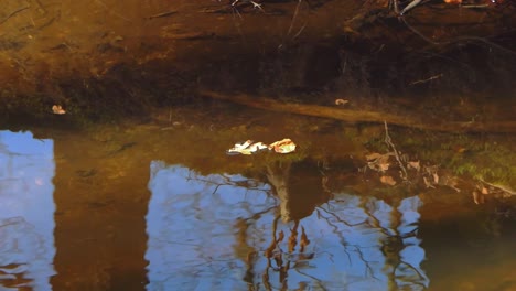 Leaf-floats-by-on-a-brook-in-the-forest