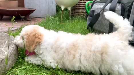 Close-up-shot-of-sweet-little-puppy-dog-playing-with-toys-in-garden,slow-motion