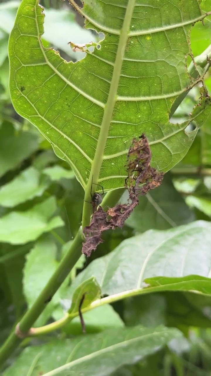 Pequeño insecto gateando sobre hoja verde en la naturaleza