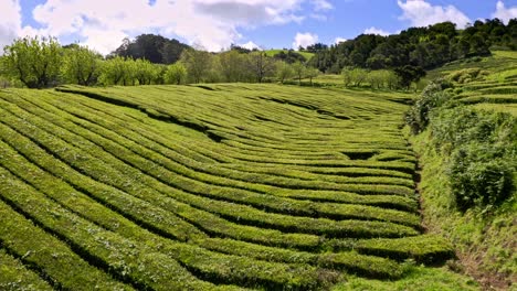 hedge rows of tea shrubs in chá gorreana plantation, azores, flyover