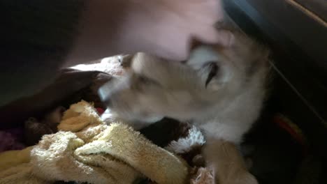 한 달 된 아기 회색 늑대가 애완동물을 키우고 장난감을 가지고 놀고 있습니다.