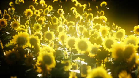 Sunflowers-blooming-in-Late-Summer