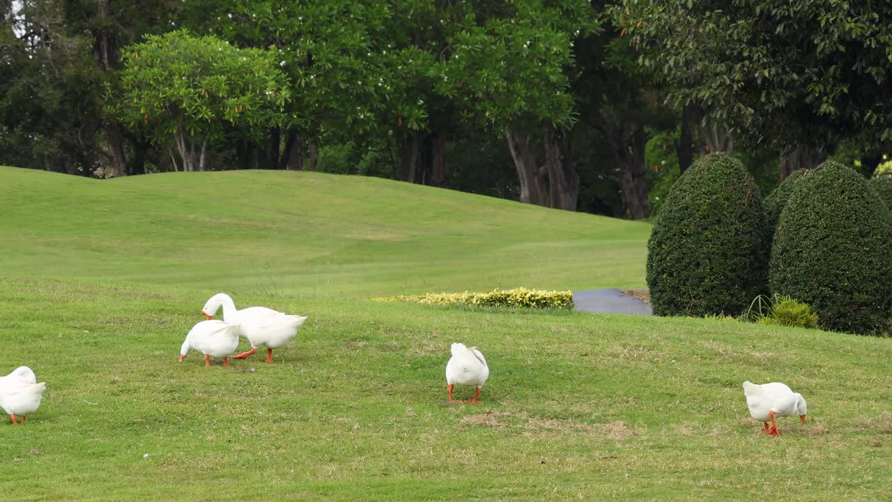 A small group of geese walking leisurely on a vibrant green lawn surrounded by manicured bushes.