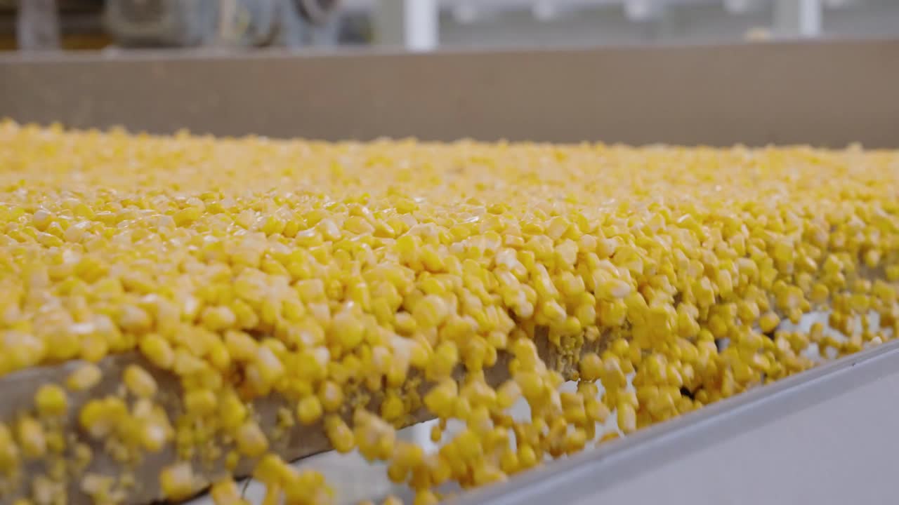 Corn kernels on a conveyor belt