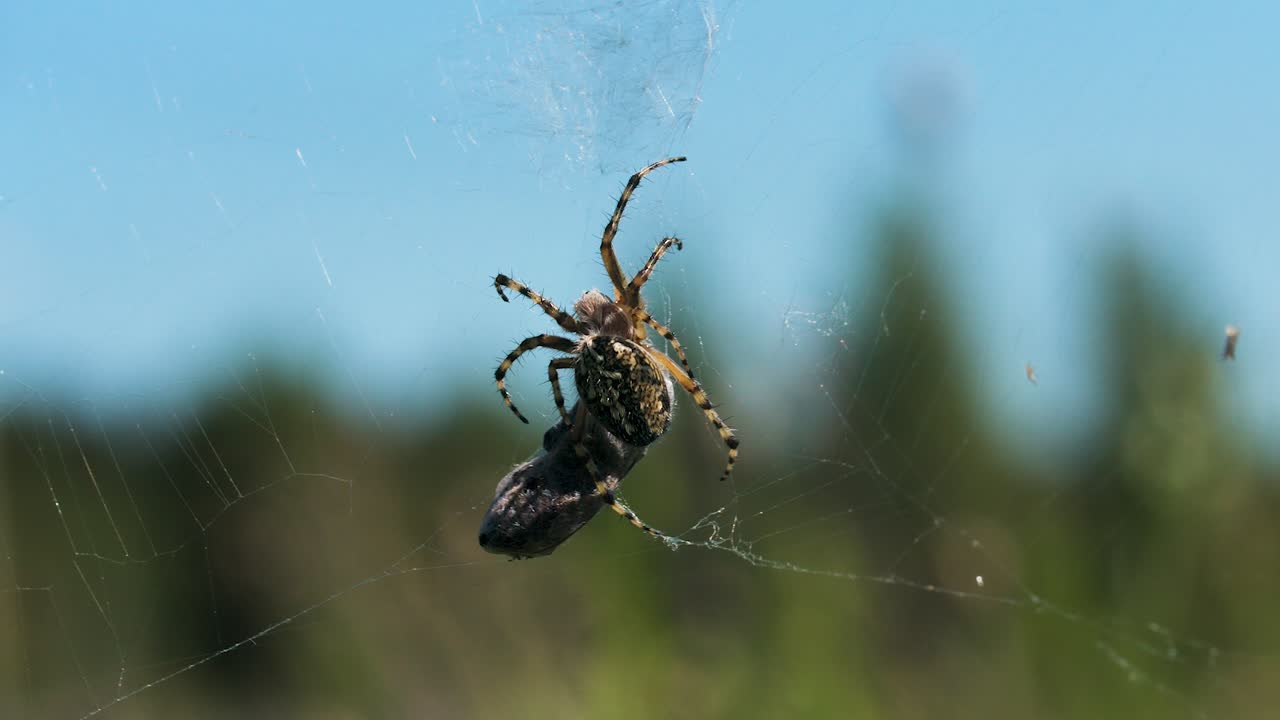 먹이를 고 있는 거미
