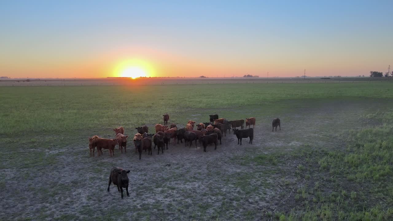 Ripresa aerea cinematografica in allontanamento di una piccola mandria di bovini Aberdeen Angus fermi in un vasto e sconfinato prato verde, al crepuscolo con il sole che tramonta all'orizzonte in lontananza.