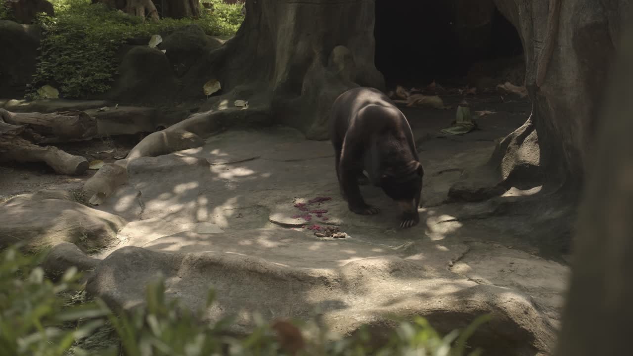 bar de sol asiático en el bosque frente a su cueva