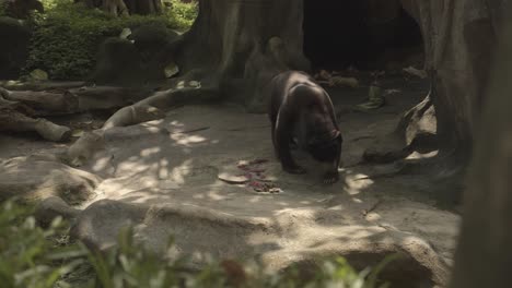 Asian-Sun-bar-in-forest-in-front-of-his-cave