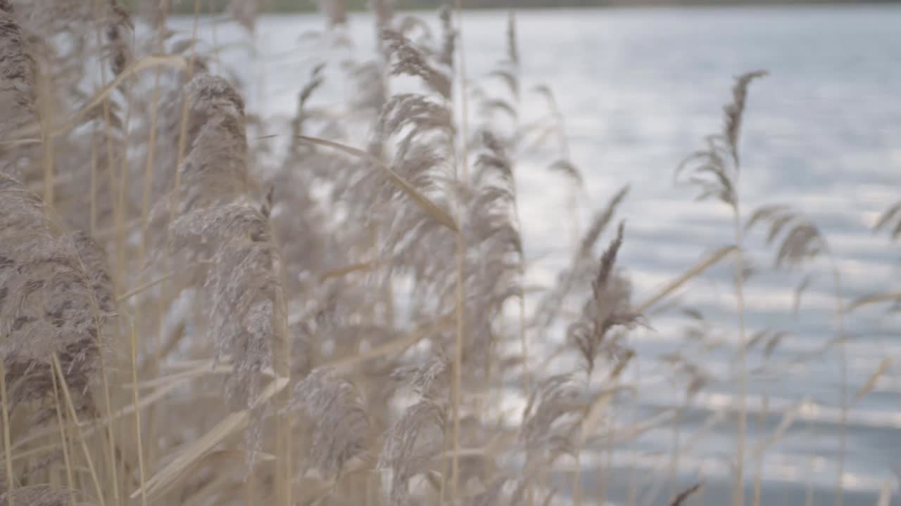 높은 털 잔디 줄기는 호수 근처의 바람에 불어