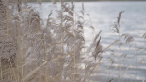 Tall-feathery-grass-reeds-blows-in-the-breeze-near-lakeside